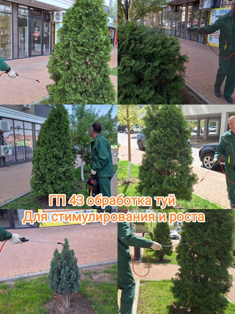 230424_гп43_обработка туй.jpg