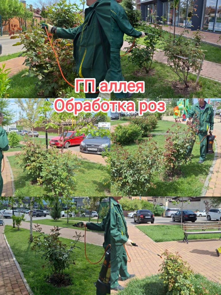 230424_гп аллея_обработка роз.jpg