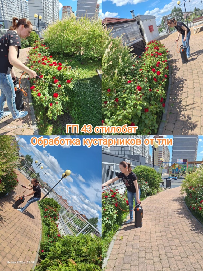 160525_ГП43_стилобат_обработка от тли.jpg 160525_ГП43_стилобат_обработка от тли.jpg