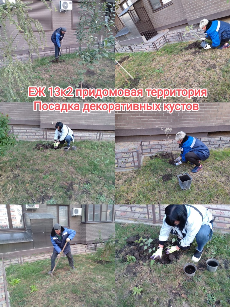 241024_еж13-2_посадка зеленых нас.jpg 241024_еж13-2_посадка зеленых нас.jpg
