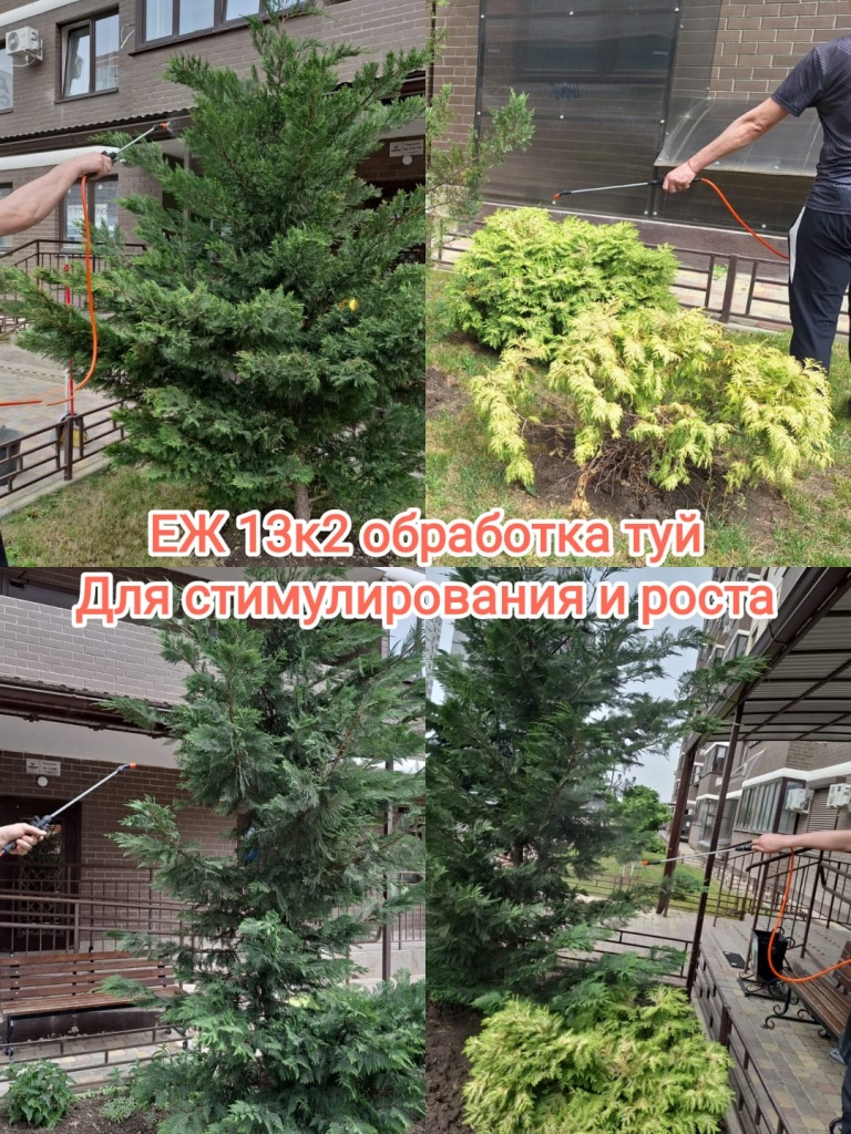 260424_еж13-2_обработка туй.jpg 260424_еж13-2_обработка туй.jpg