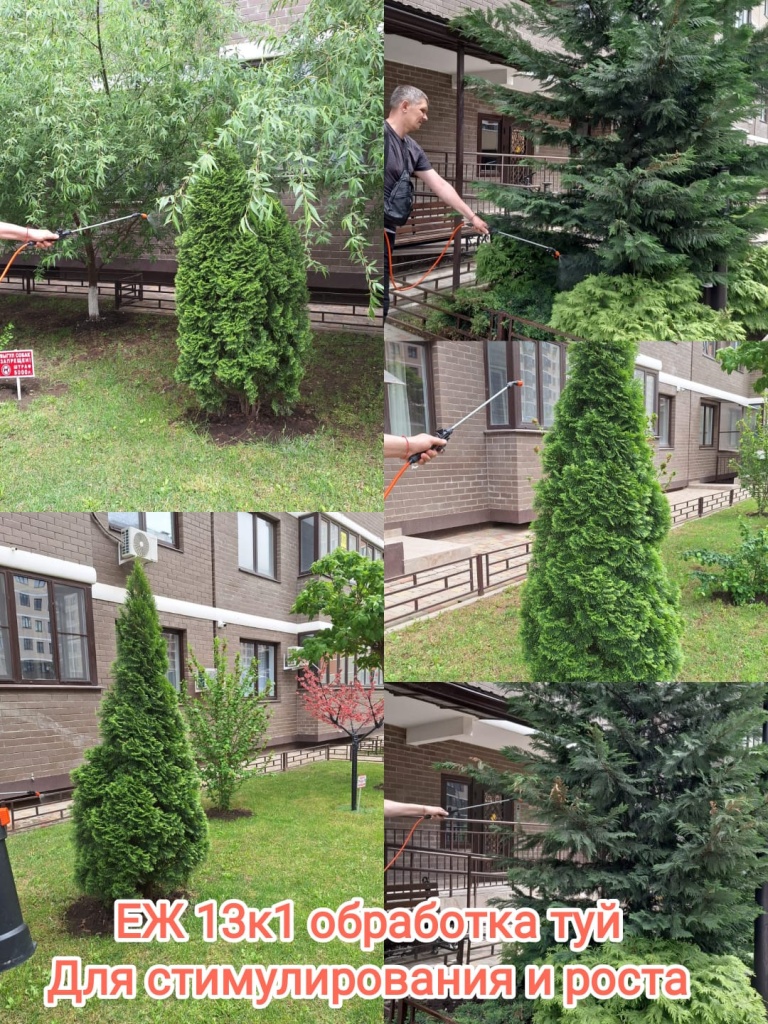 260424_еж13-1_обработка туй.jpg 260424_еж13-1_обработка туй.jpg