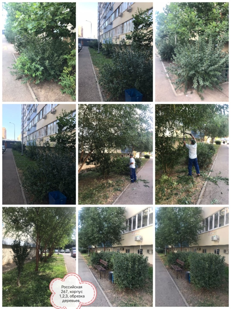 300824_оникс_обрезка деревьев3.jpg 300824_оникс_обрезка деревьев3.jpg