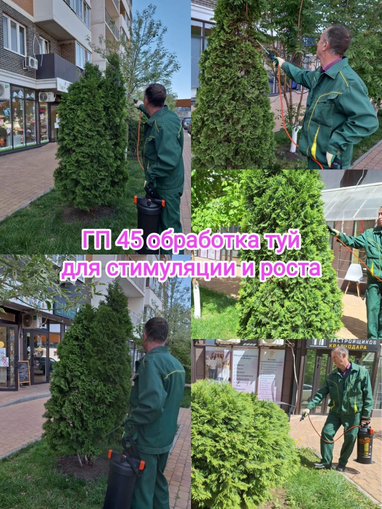 230424_гп45 обработка туй.jpg 230424_гп45 обработка туй.jpg
