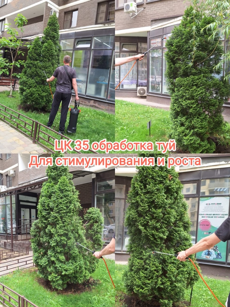 260424_цк35_обработка туй.jpg 260424_цк35_обработка туй.jpg