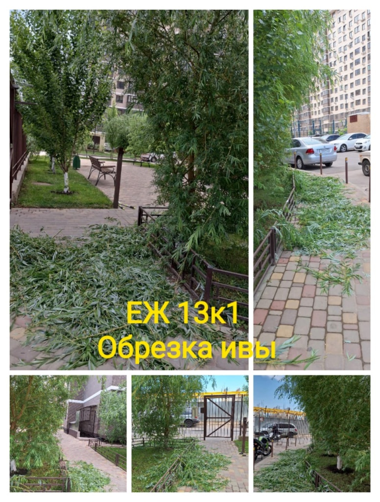 30524_еж13-1_обрезка ивы.jpg 30524_еж13-1_обрезка ивы.jpg