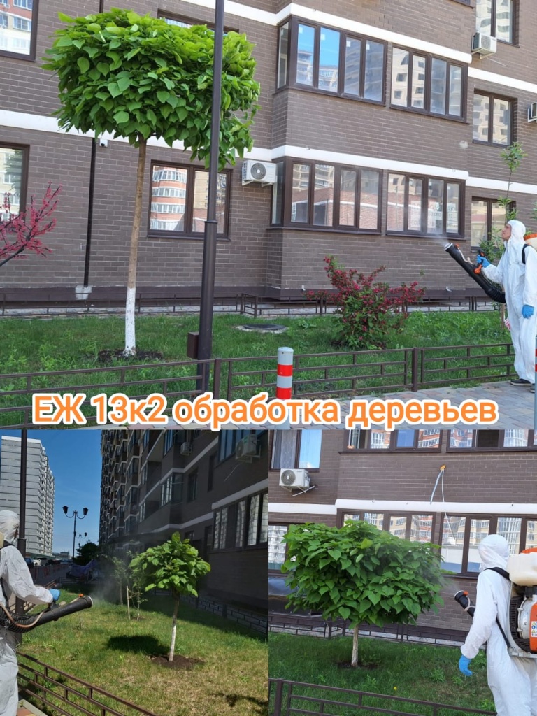 80524_еж13-2_обработка деревьев.jpg 80524_еж13-2_обработка деревьев.jpg