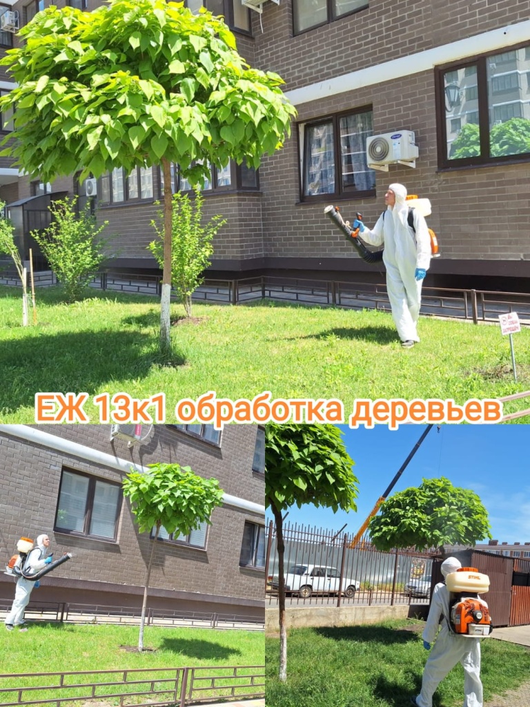 80524_еж13-1_обработка деревьев.jpg 80524_еж13-1_обработка деревьев.jpg