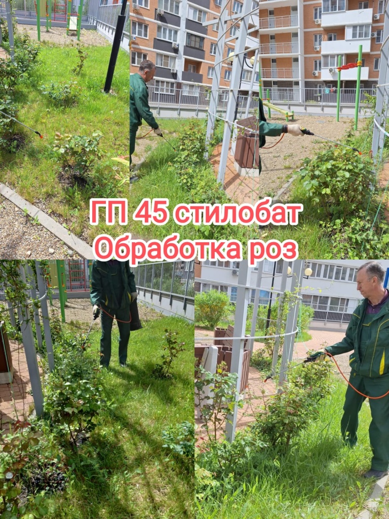 230424_гп45_стилобат_обработка роз.jpg 230424_гп45_стилобат_обработка роз.jpg