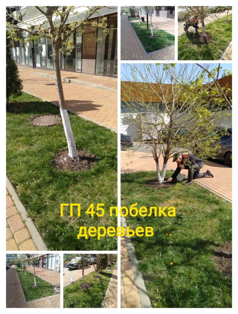 90424_гп45_побелка деревьев.jpg 90424_гп45_побелка деревьев.jpg