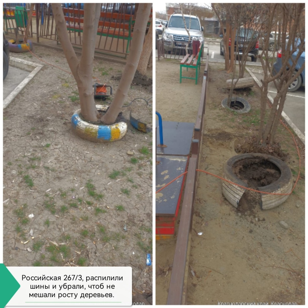 140324_Росс_распил шин на деревьях.jpg 140324_Росс_распил шин на деревьях.jpg