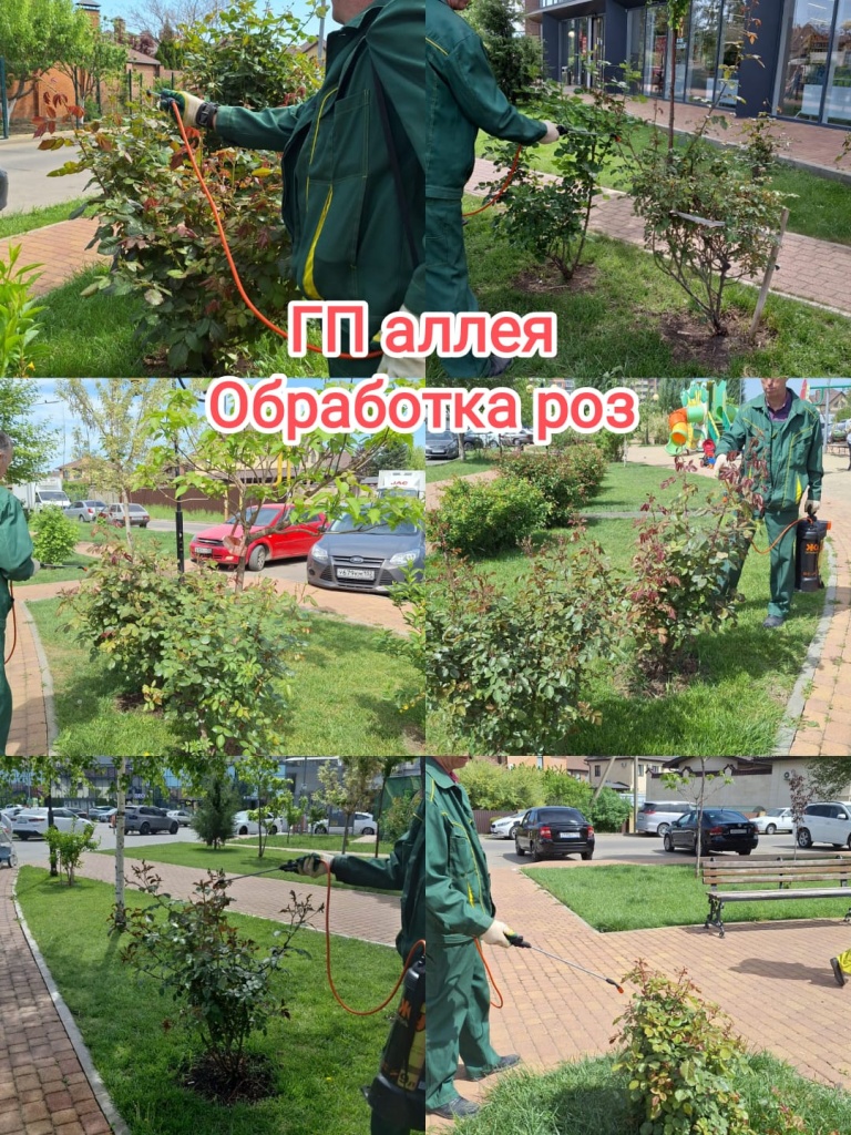 230424_гп аллея_обработка роз.jpg 230424_гп аллея_обработка роз.jpg